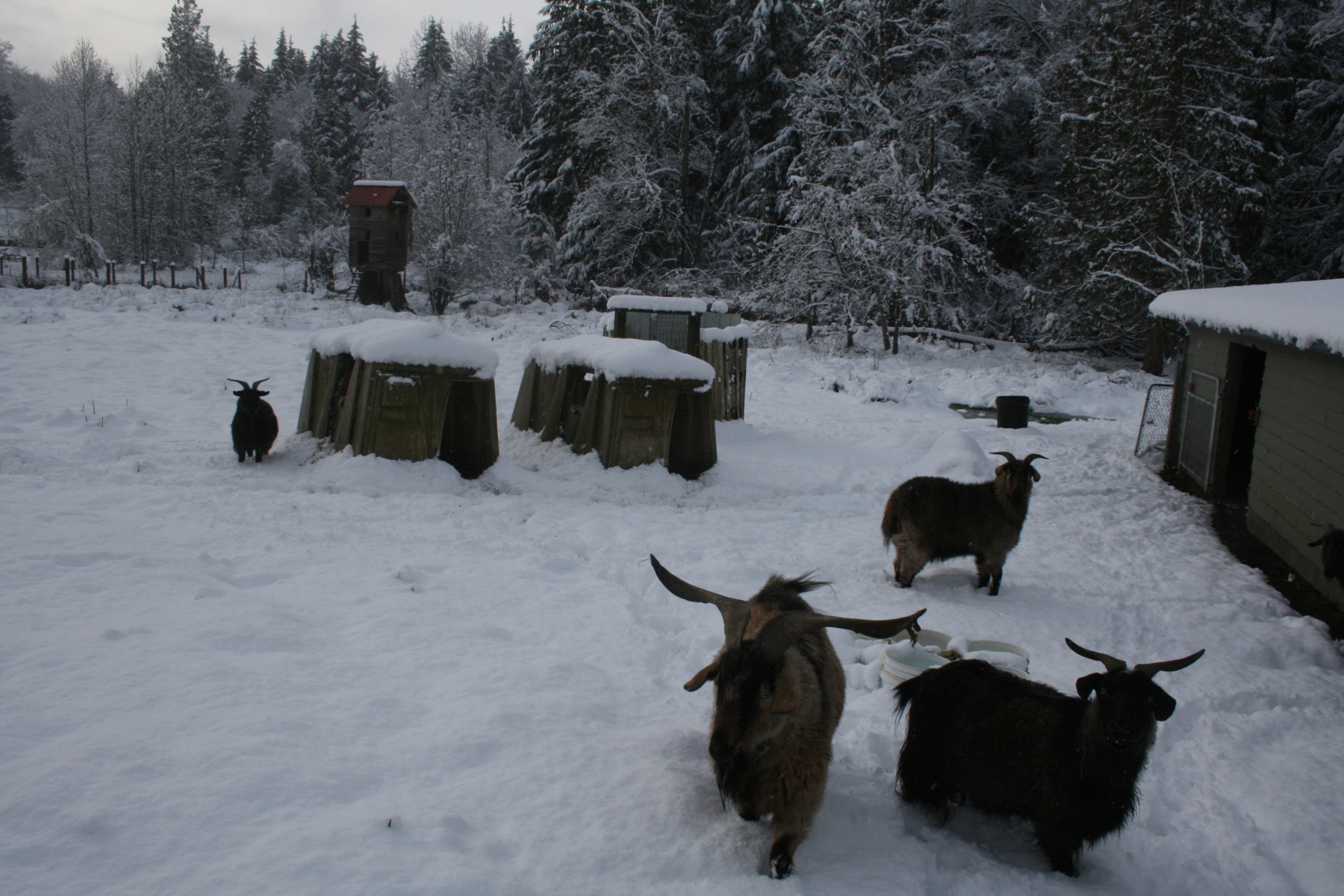 Snow January 16th